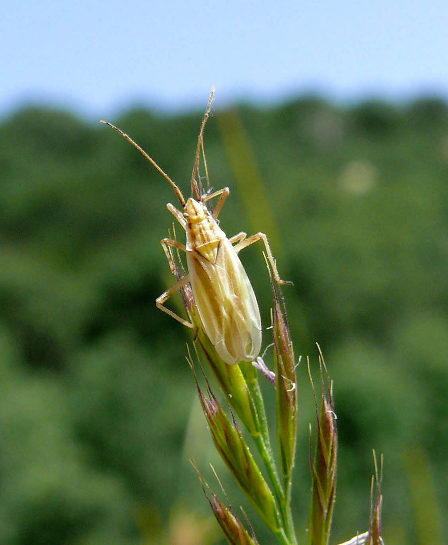 Acetropis gimmerthali (Miridae) sulle Madonie